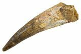 Fossil Spinosaurus Tooth - Real Dinosaur Tooth #305674-1